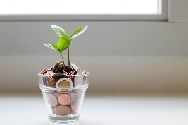 plant growing from a money pot