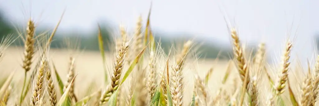 Best Agriculture Stocks for 2022 2 Best Agriculture Stocks for 2022 1